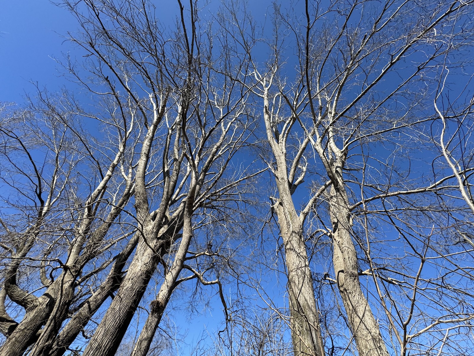 Contemplative nature photograph — flora along the banks of the St. Lawrence River, Montréal