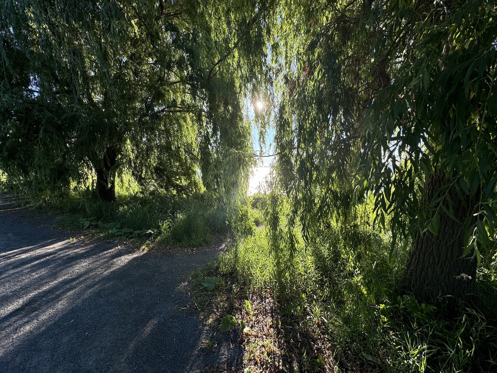 Contemplative nature photograph — light through trees along the St. Lawrence River
