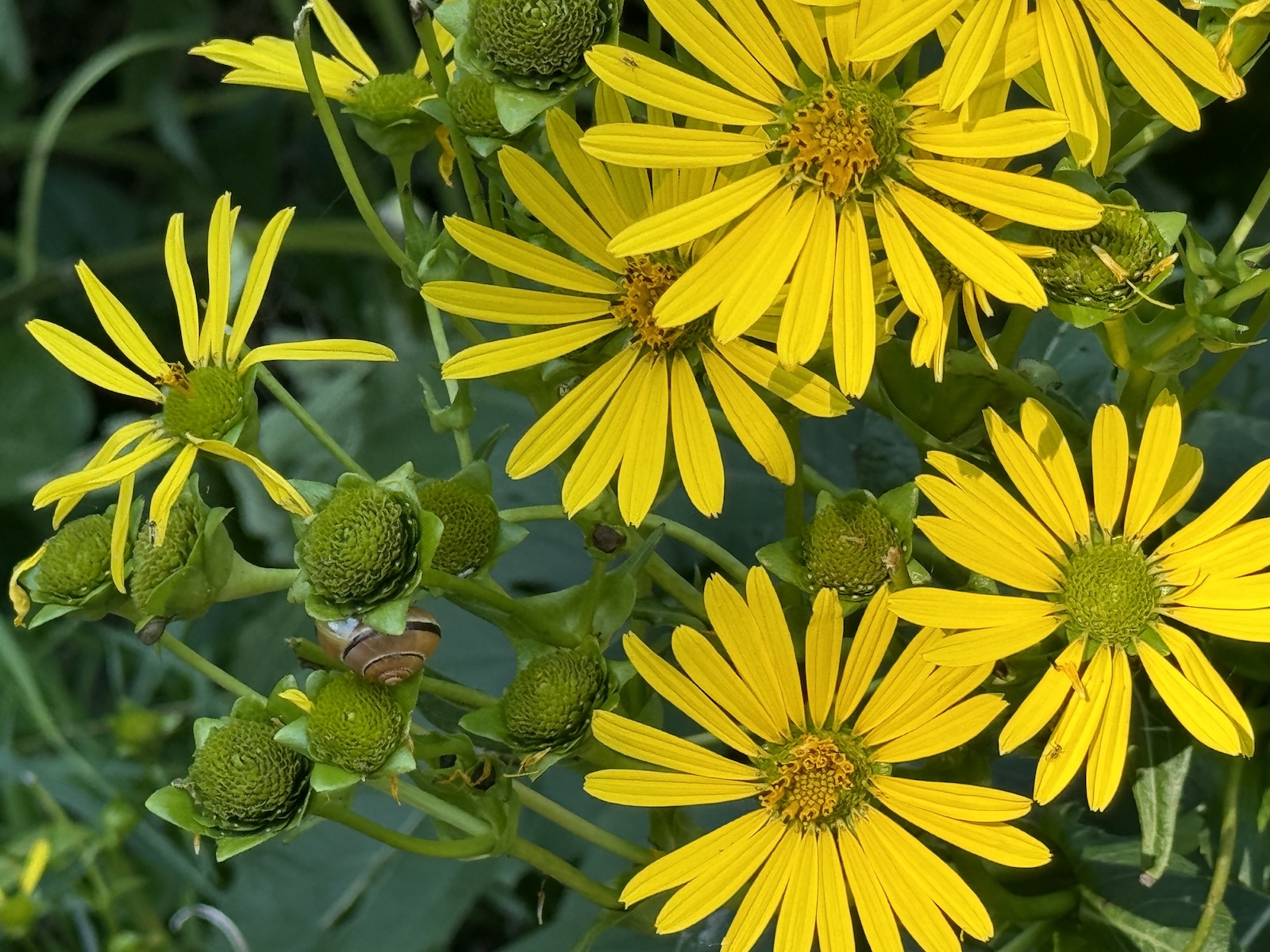 Contemplative nature photograph — wildflowers along the riverbank, Montréal