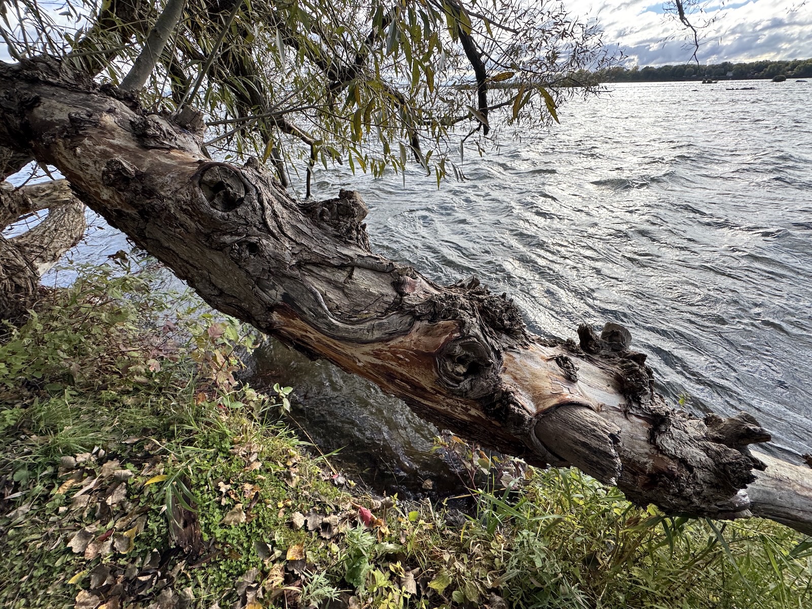 Contemplative nature photograph — water and natural textures along the St. Lawrence River