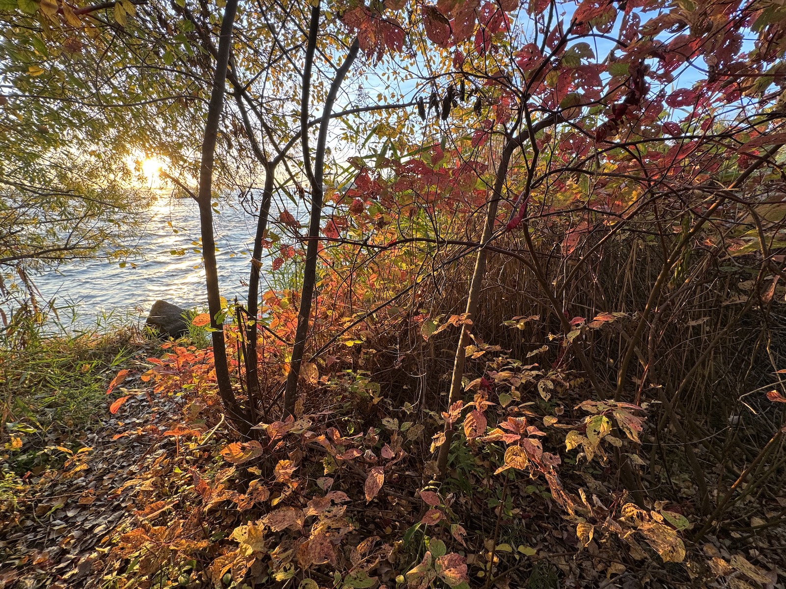 Contemplative nature photograph — seasonal colours along the riverbank, Montréal